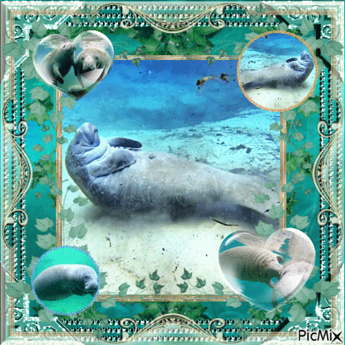 Le lamantin, mammifère aquatique (Vache de mer) - GIF animé gratuit