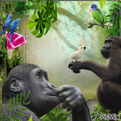 gorilla and bird in jungle - GIF เคลื่อนไหวฟรี