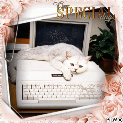 Katze mit Computer - Gratis animerad GIF