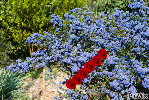 blue flowers - Nemokamas animacinis gif