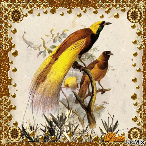 Les Oiseaux ♥♥♥ - 無料のアニメーション GIF