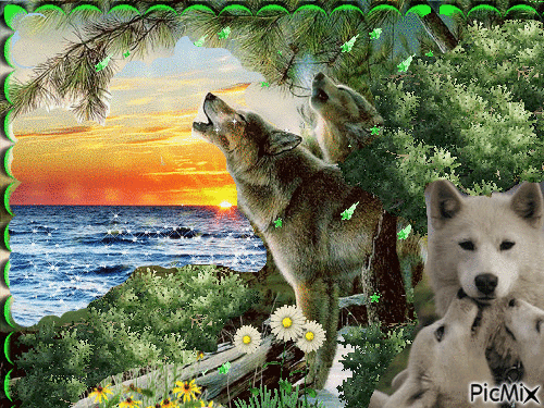Família de Lobos - Gratis animeret GIF