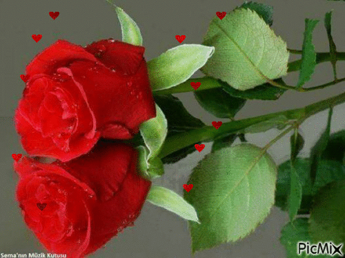 rosa vermelha - Бесплатный анимированный гифка