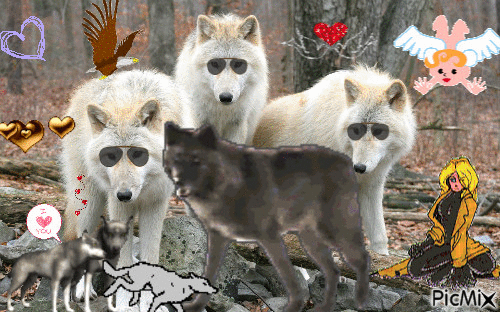 Loups - Gratis animerad GIF