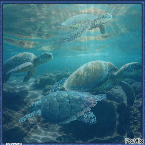 Schildkröten - GIF animado gratis