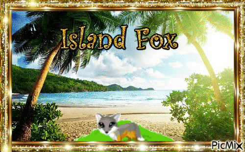 Island Fox - GIF animate gratis