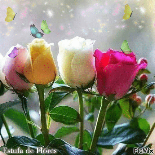 Rosa colorida - GIF animé gratuit