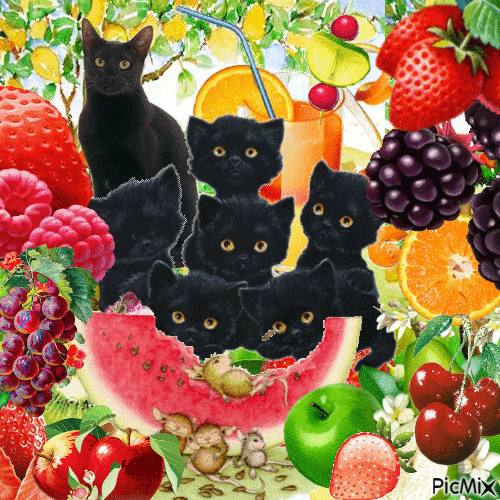 Chat noir et fruits - GIF animate gratis