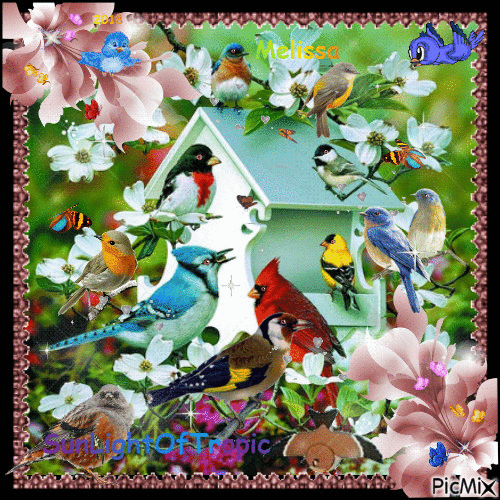 The mating season of birds... In spite of the slow speed, everything goes still too fast... :( - 免费动画 GIF