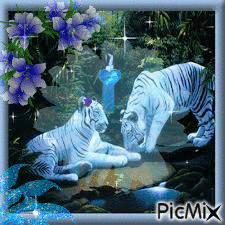 laissons tranquille les tigres blancs - Ingyenes animált GIF