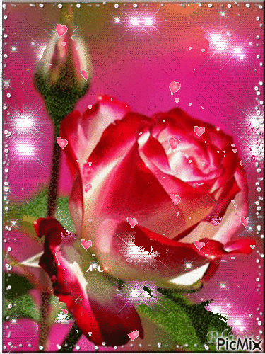 Rosa♥ pink ♥Rose - Ilmainen animoitu GIF