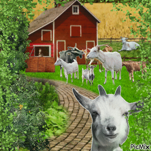 Granja con cabras - GIF animé gratuit