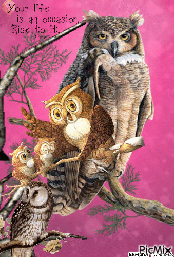 OWL QUOTE - Animovaný GIF zadarmo