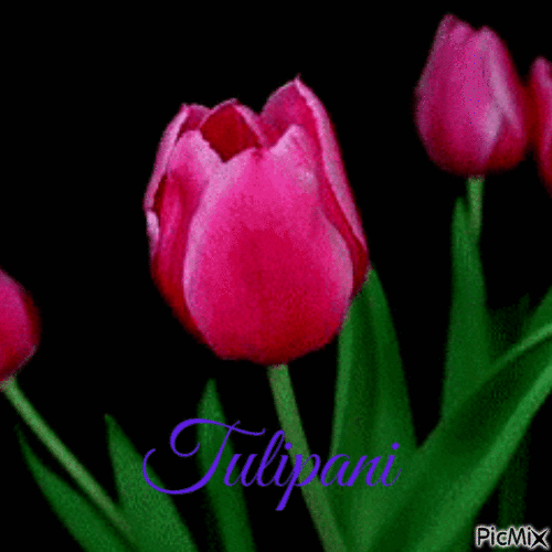Tulipani - Besplatni animirani GIF