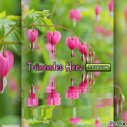 Giftige Blume--Tränendes Herz - Безплатен анимиран GIF