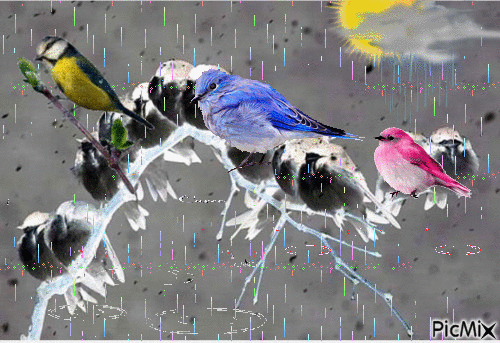 bird - Bezmaksas animēts GIF