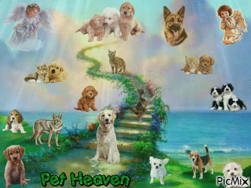 Pet Heaven - 無料のアニメーション GIF