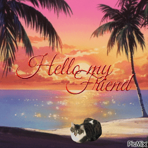 Cat on beach - Animovaný GIF zadarmo