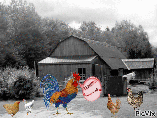 le coq et c'est poules à la ferme - GIF animate gratis