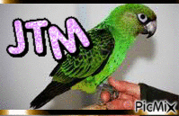 JTM Perroquet de jardine ! - GIF animate gratis