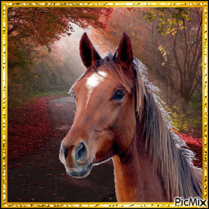Horse - Besplatni animirani GIF