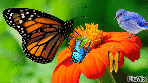 papillons - Nemokamas animacinis gif