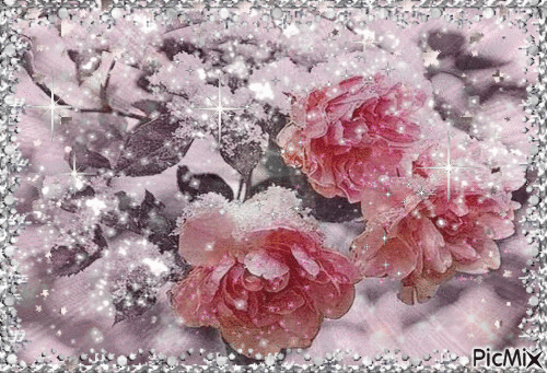 winter roses.. - Безплатен анимиран GIF