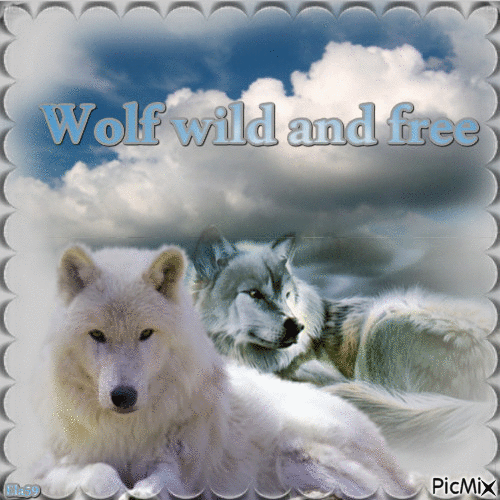 Wolf wild and free - GIF animé gratuit