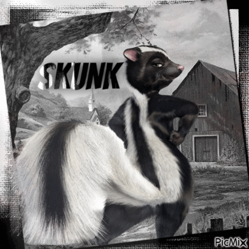 Skunk - Free animated GIF