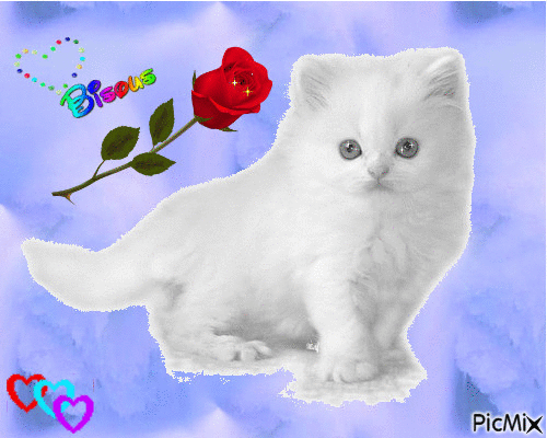 chat blanc - 無料のアニメーション GIF