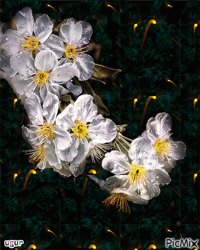 sarı beyaz çiçek - Безплатен анимиран GIF