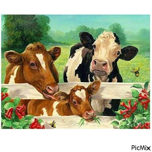 VACHES - Free PNG