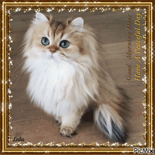 Cat. Good Morning Dear. Have a Peaceful Day - GIF animate gratis