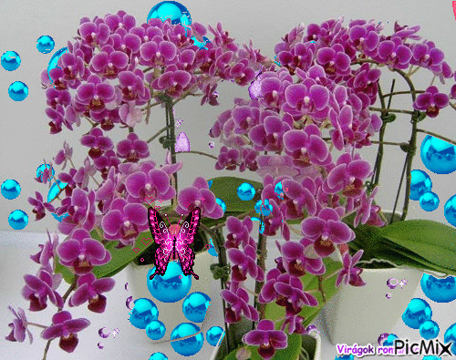 lila orhidea - Gratis animerad GIF