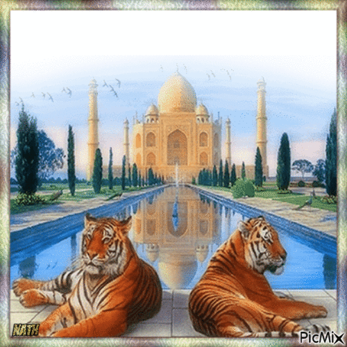 Tigres de Bengale - Gratis animerad GIF