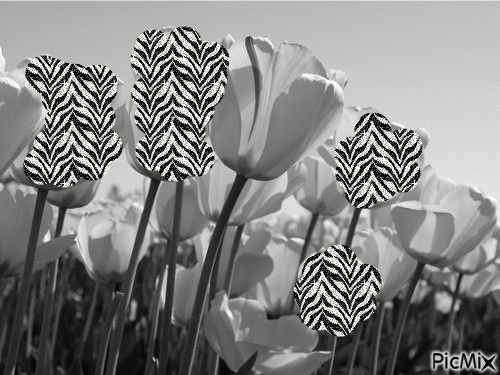 les fleurs zebre - GIF animado gratis