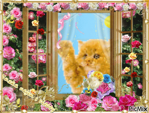 kočka v okně s růžemi - Gratis geanimeerde GIF