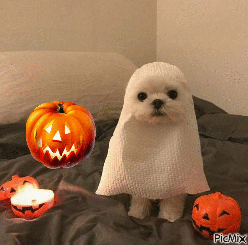 chien halloween - Gratis animeret GIF