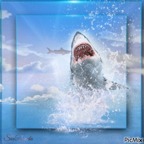 Shark - Animovaný GIF zadarmo
