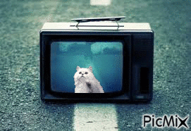 chat coincé dans une télé - GIF animé gratuit