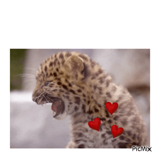 leopardo - GIF animasi gratis