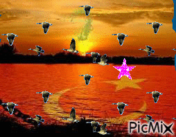 ördek ve bayrak - Zdarma animovaný GIF