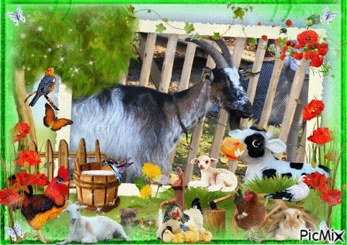 adrorable chèvres avec ses amies les animaux de la ferme - GIF animé gratuit