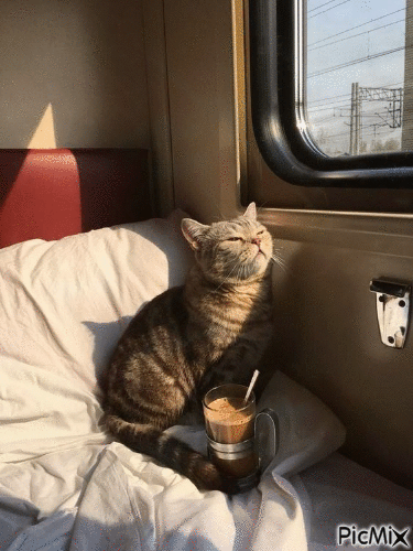 Cat in train - Бесплатный анимированный гифка