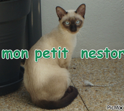 nestor - Darmowy animowany GIF