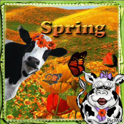 Cow with Orange Flowers - Free animated GIF - PicMix