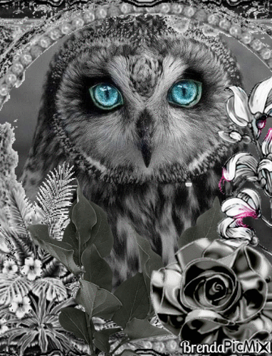 OWL - Darmowy animowany GIF