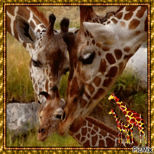 Giraffes - Bezmaksas animēts GIF