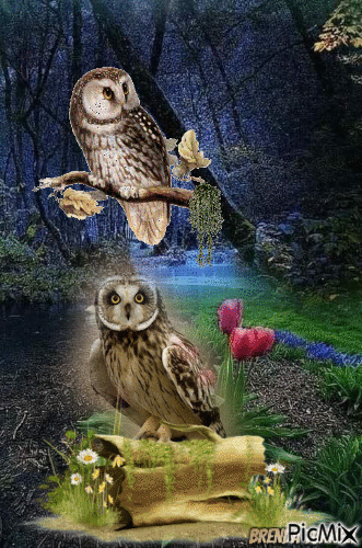 owl - Gratis geanimeerde GIF