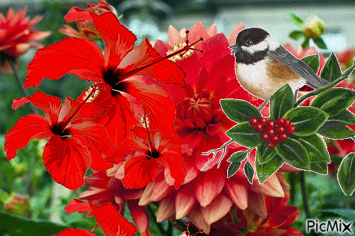 Con flores rojas - GIF animado grátis